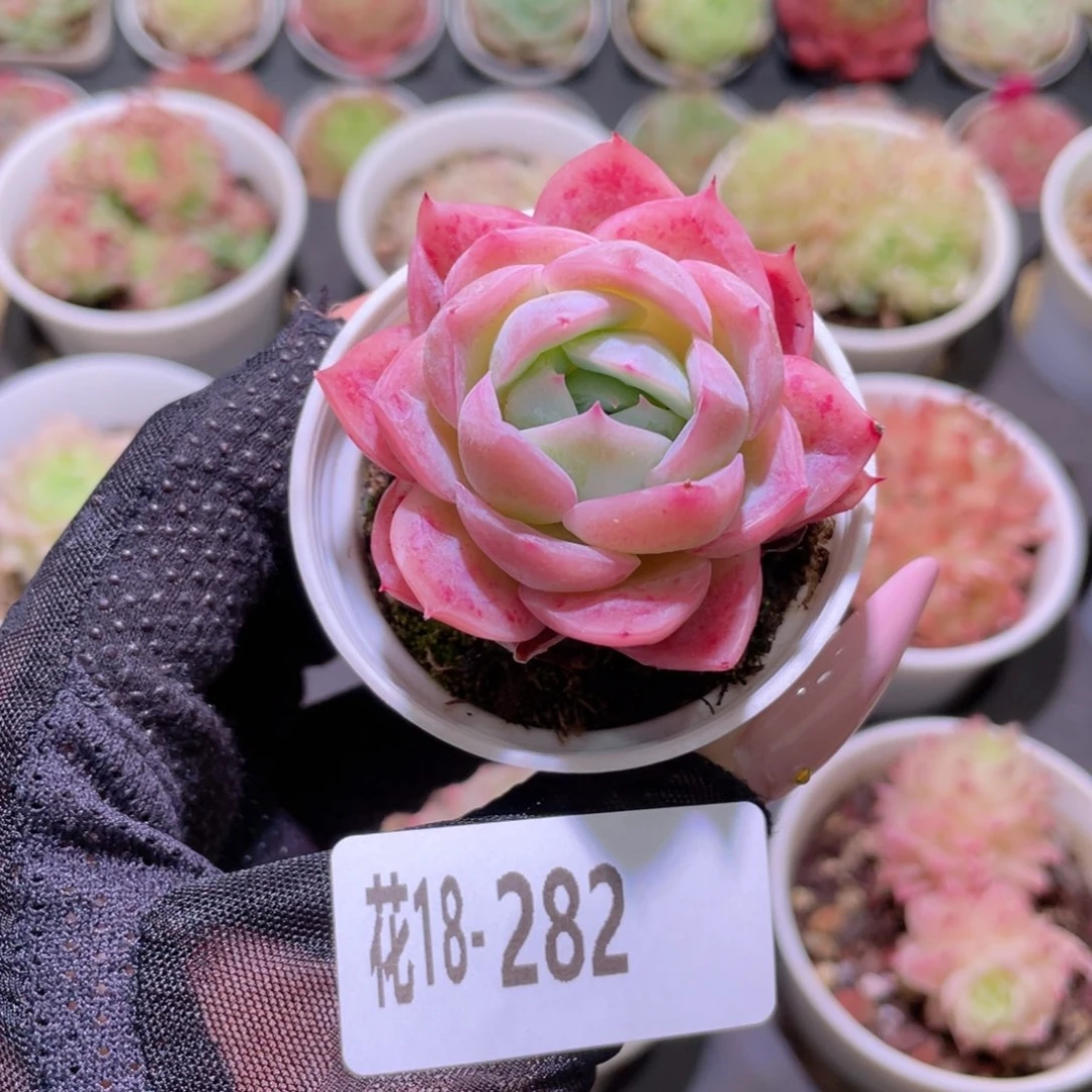 花利美18-282孤星
