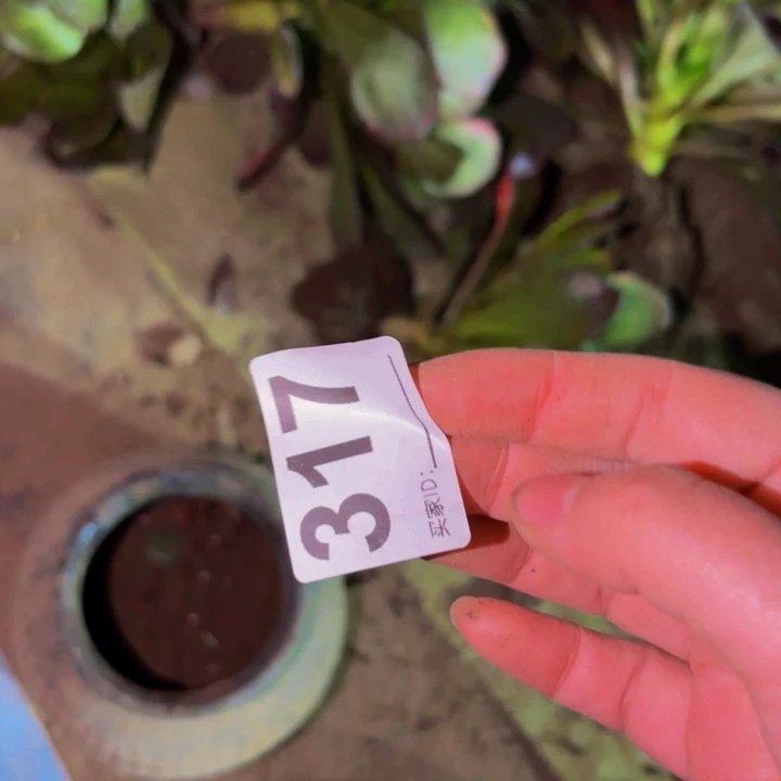 317惊鸿七彩多肉植物不售后