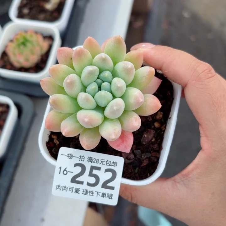 星空美人无盆土发货多肉多肉