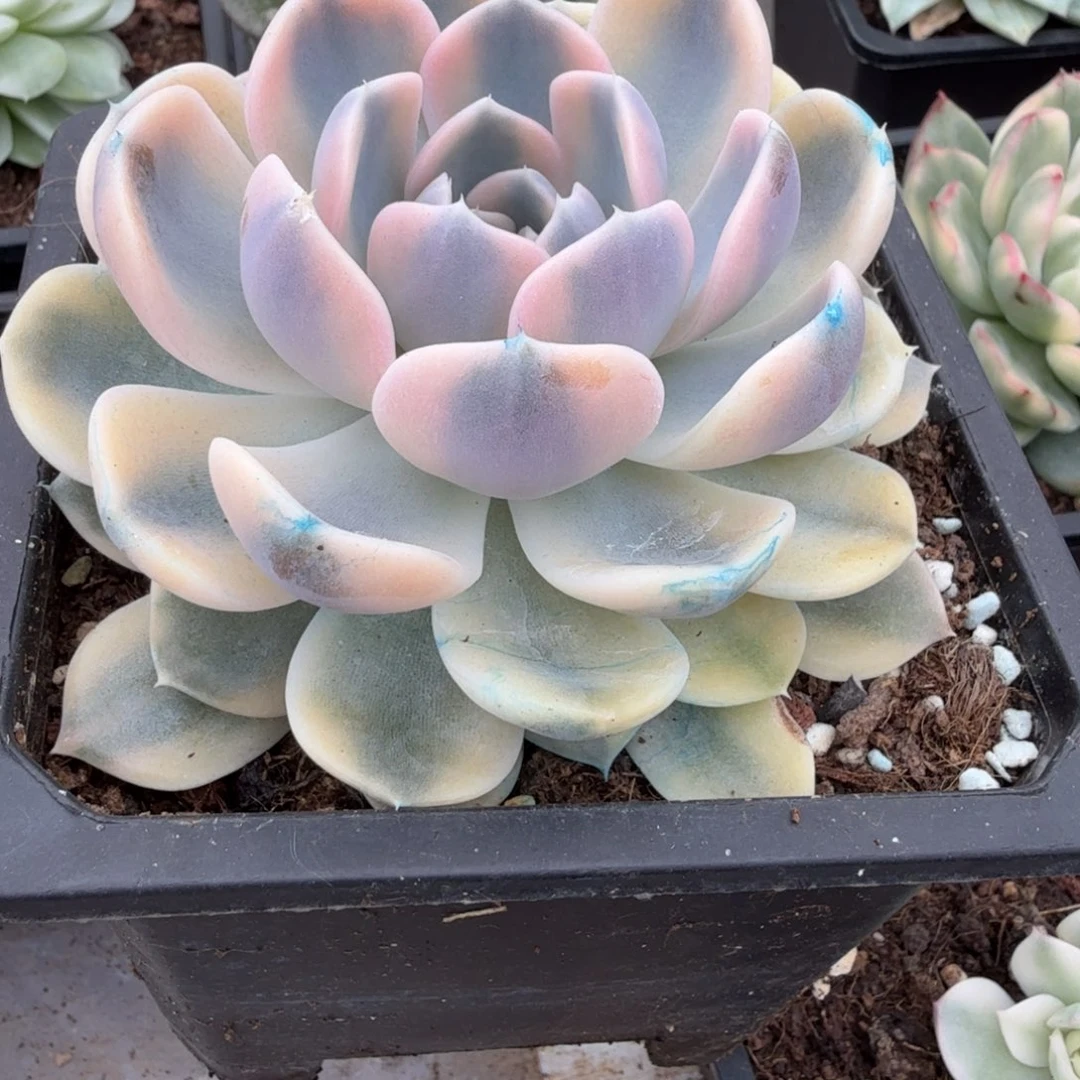 汉堡 安吉园艺锦锦