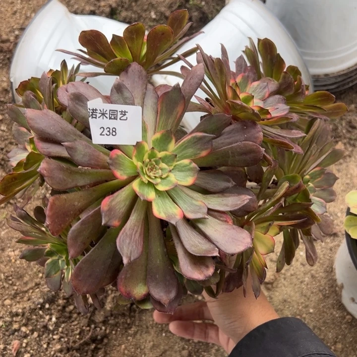 烟花多肉植物法师238