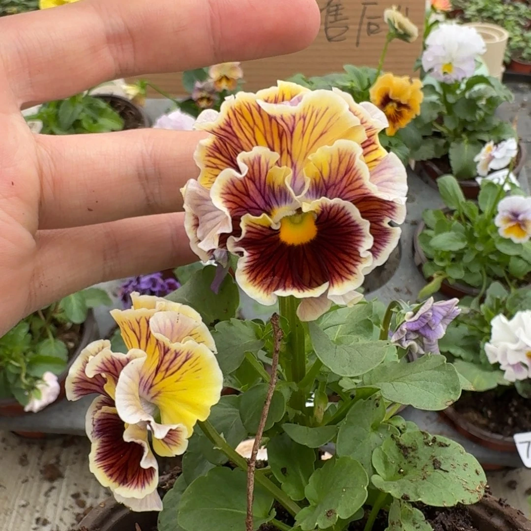 大部分花苞少量开放724