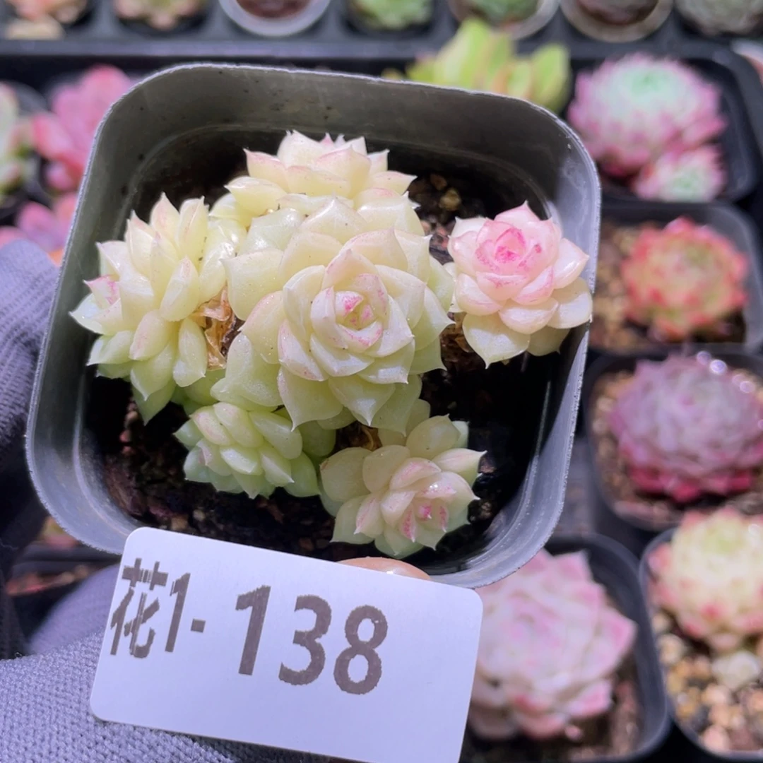 花利美  1-138白天鹅