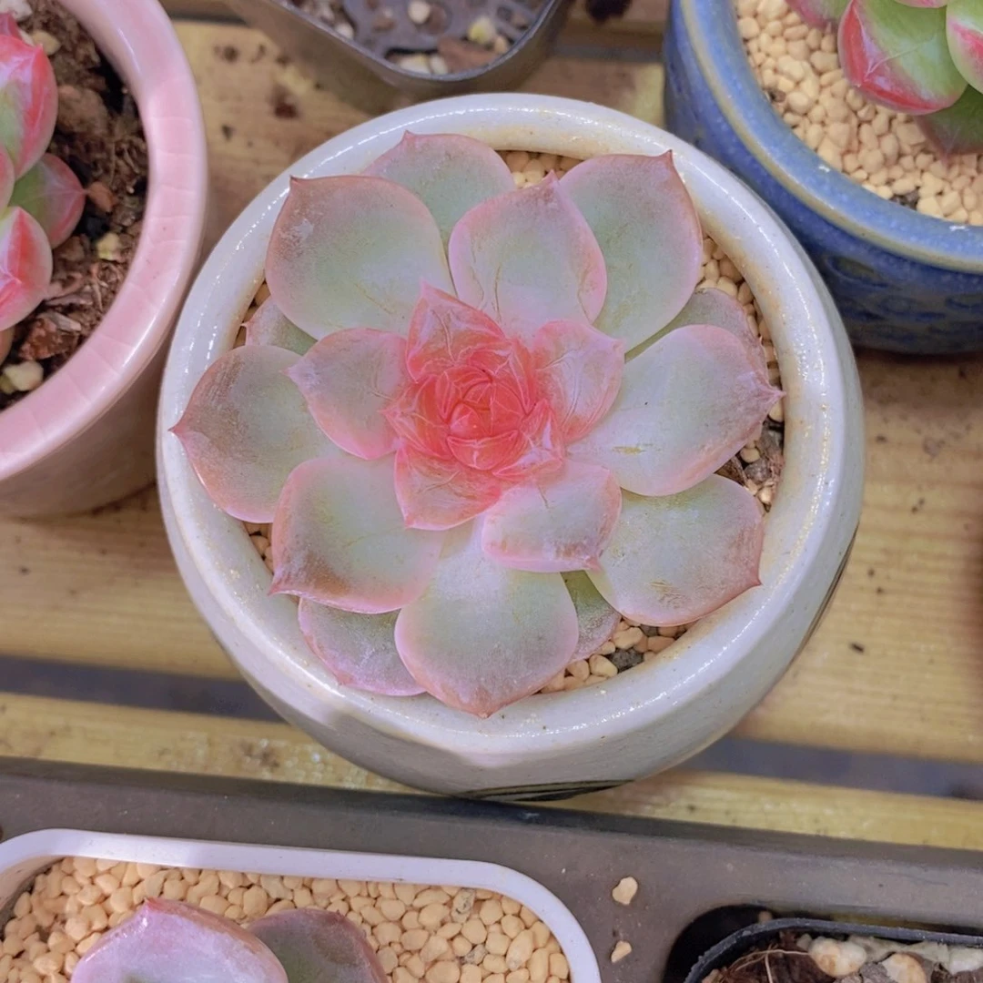 A370-清茶溏心透透