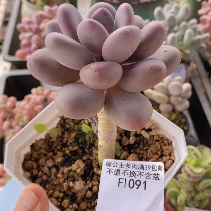 彩虹奶老桩单头1091多肉植物