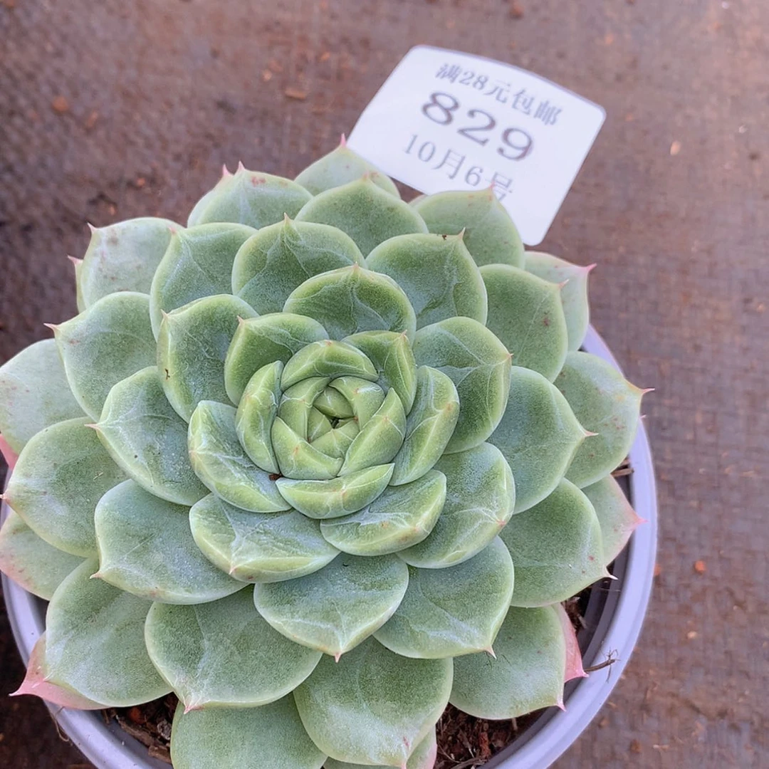 【闪购商品】云829号