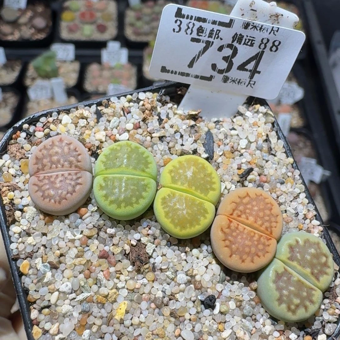zzzz生石花肉锥734