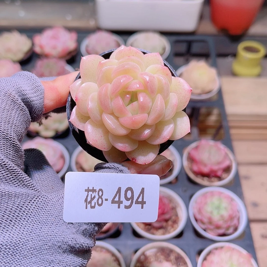 花08-494新品单头