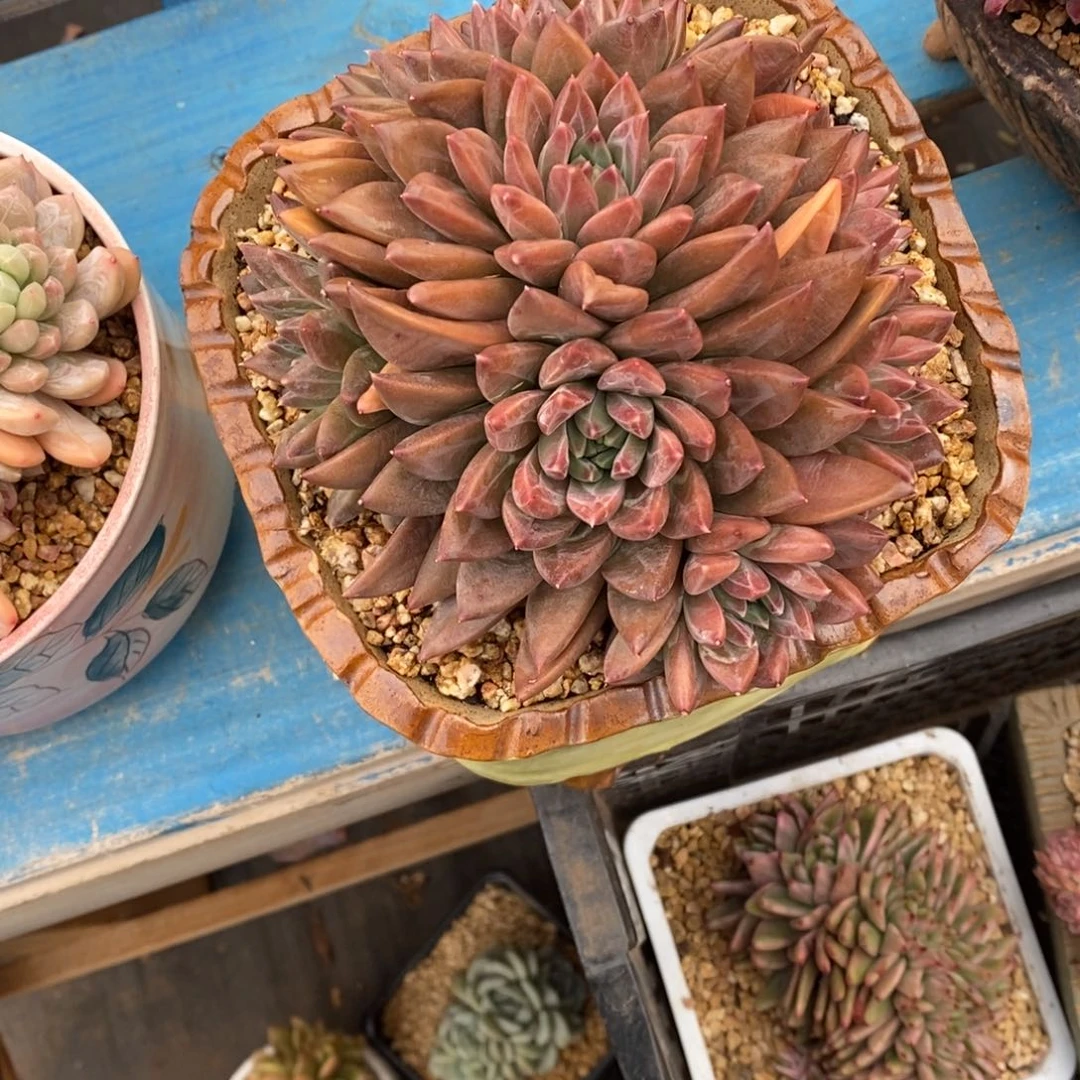 发货多肉植物一物一拍多肉