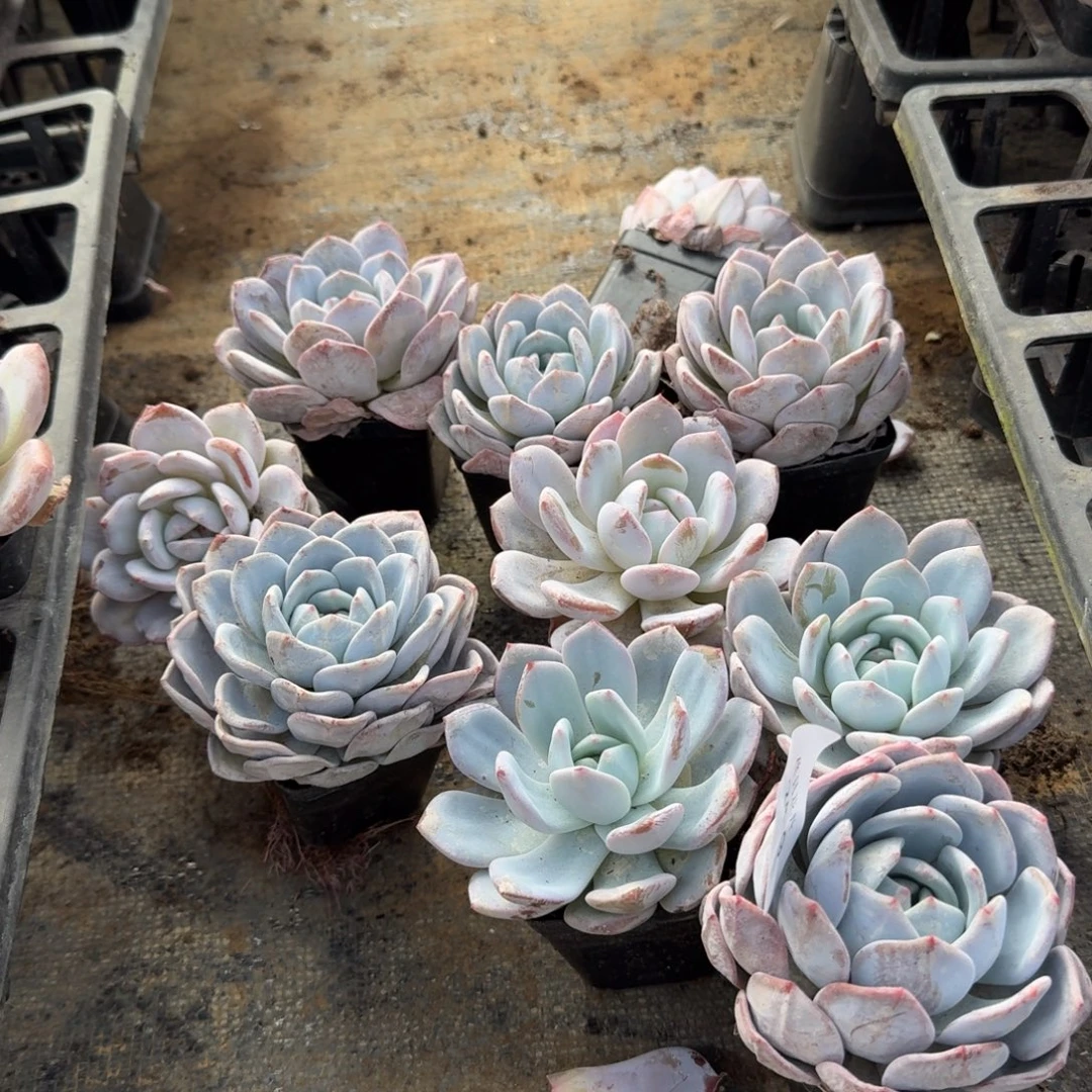 24-9奶盖十棵量拍发货左六大点的