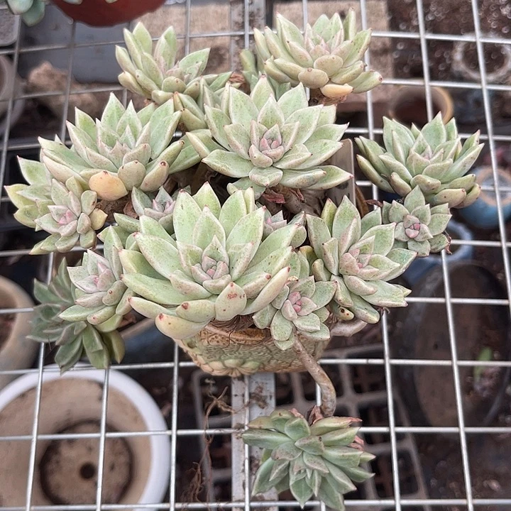 两单包邮，一物一拍132璀璨