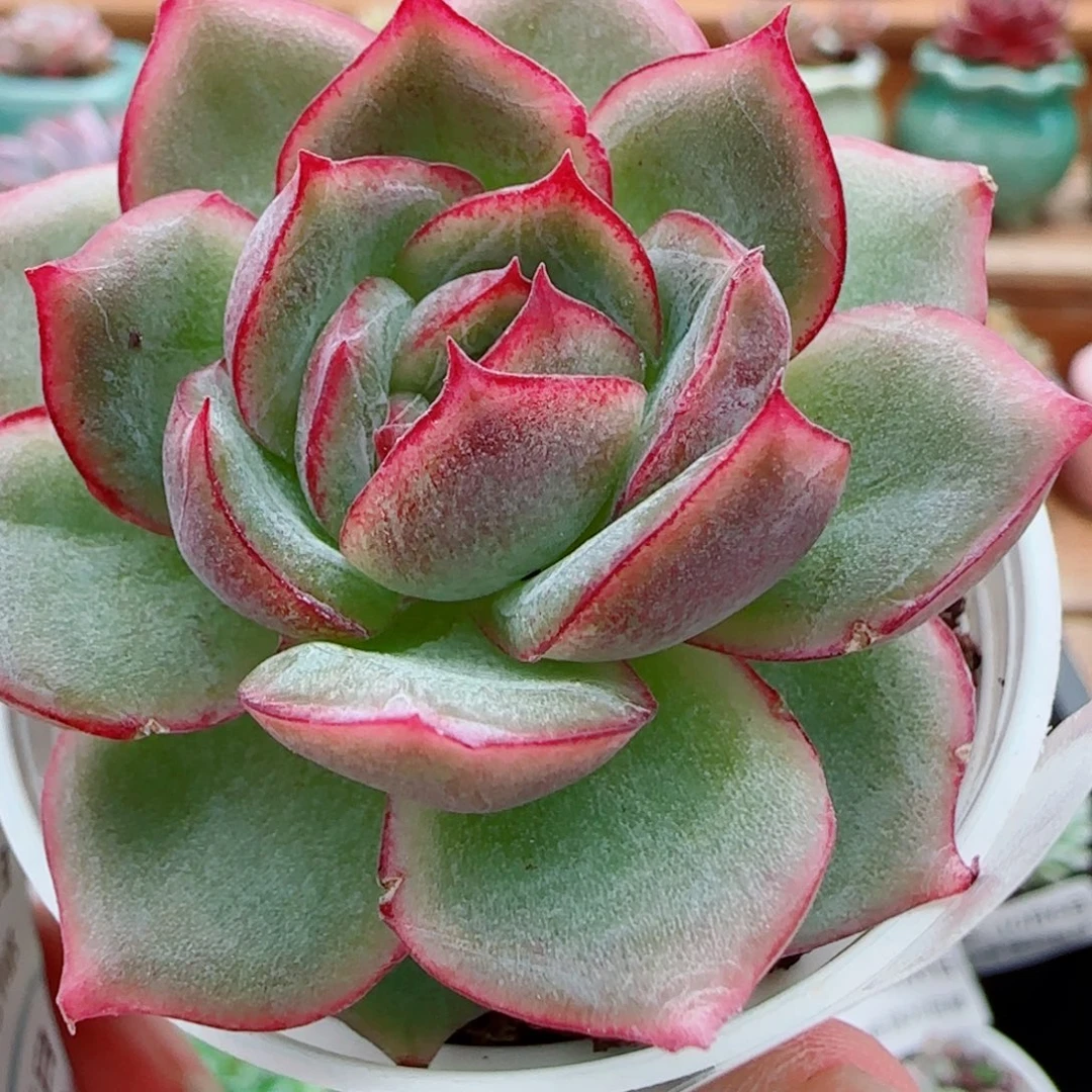 花语逸镜1006-175安娜