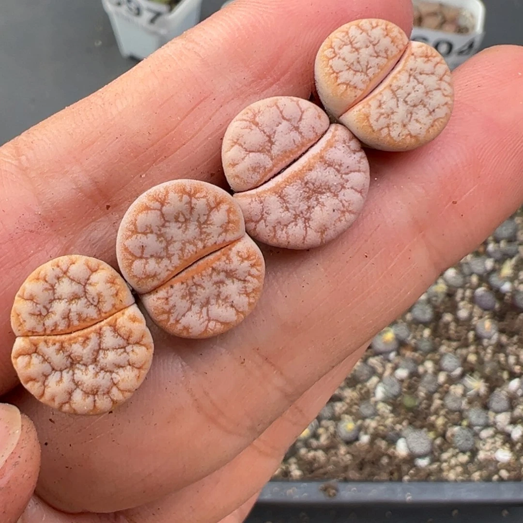 11.28好看的多肉脱土发货626