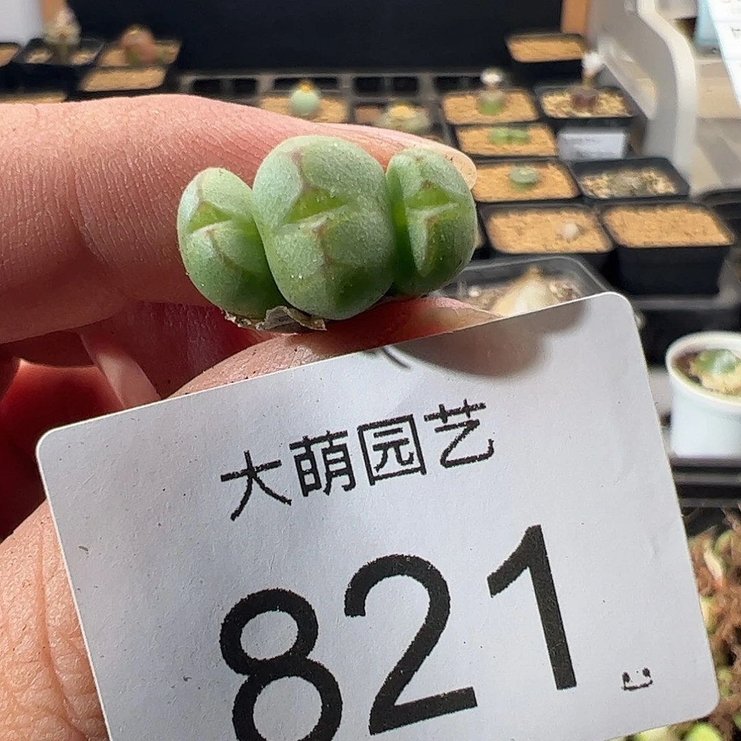 一物一拍少将杂交。  821