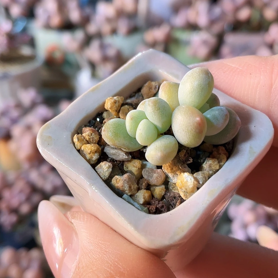 菲***焙多肉植物的生长发育和生长