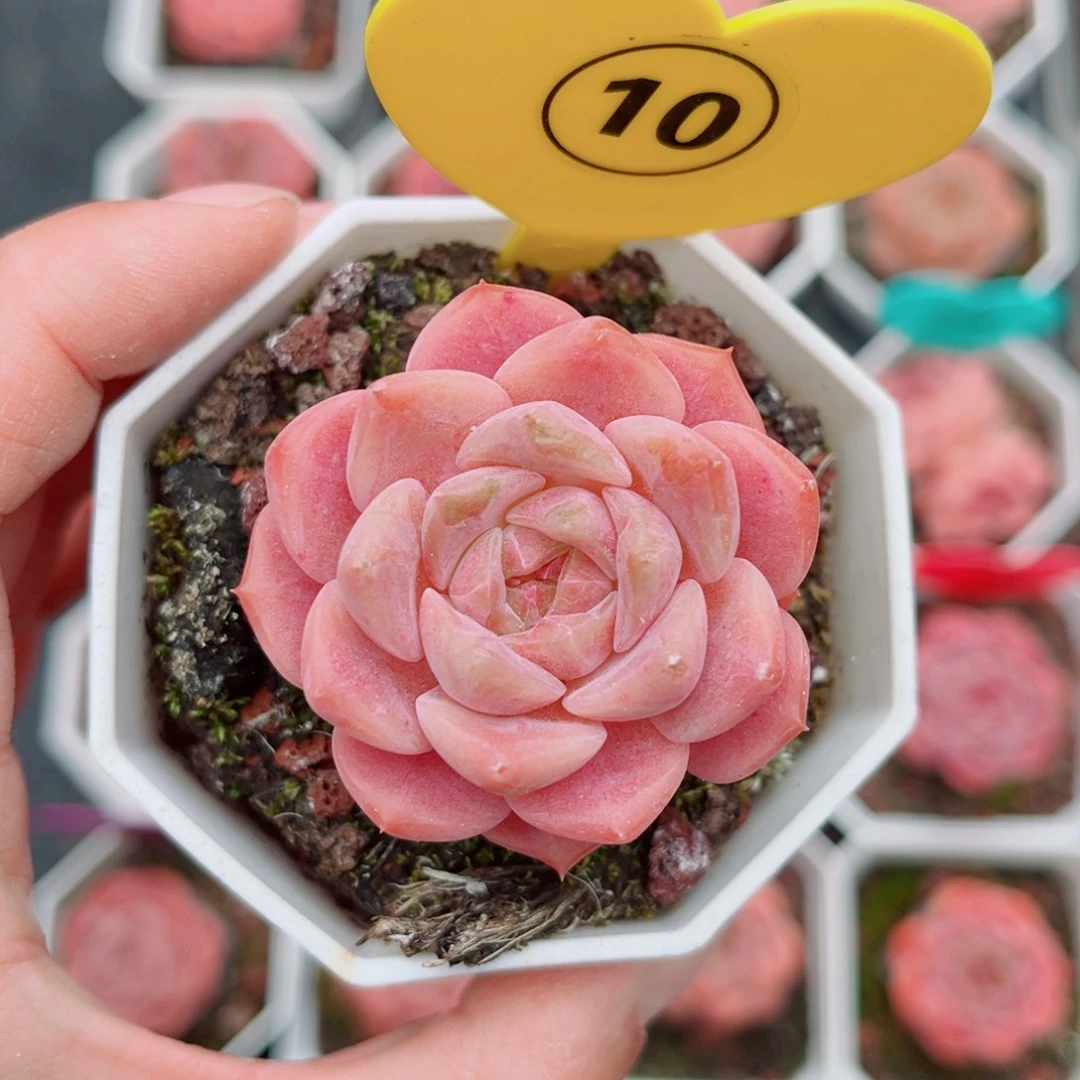 10号小老桩糖心单头