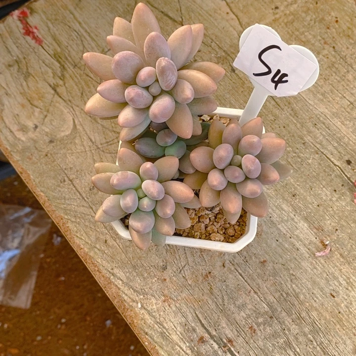 粉色恋人群多肉植物