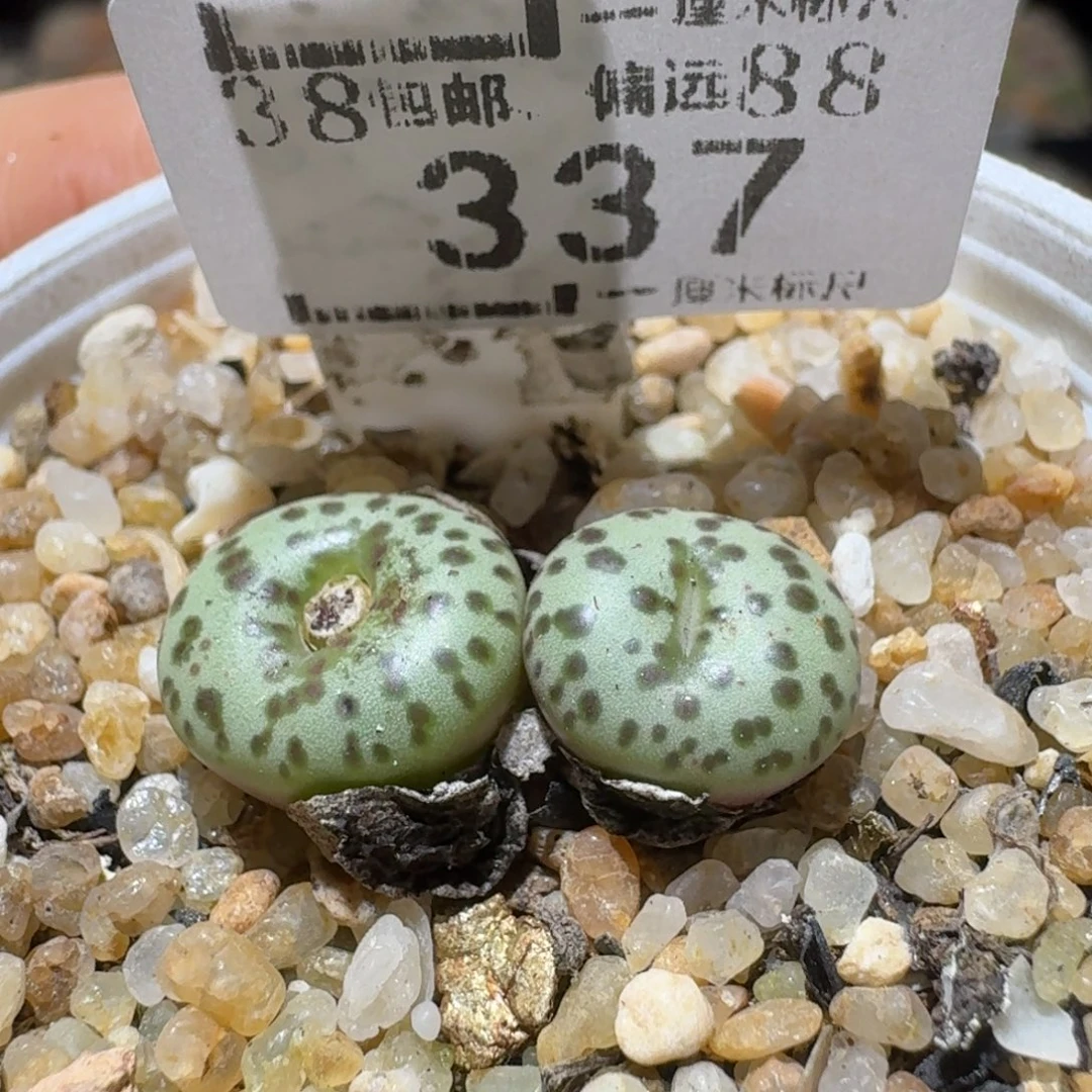 Sss精品便宜清了337