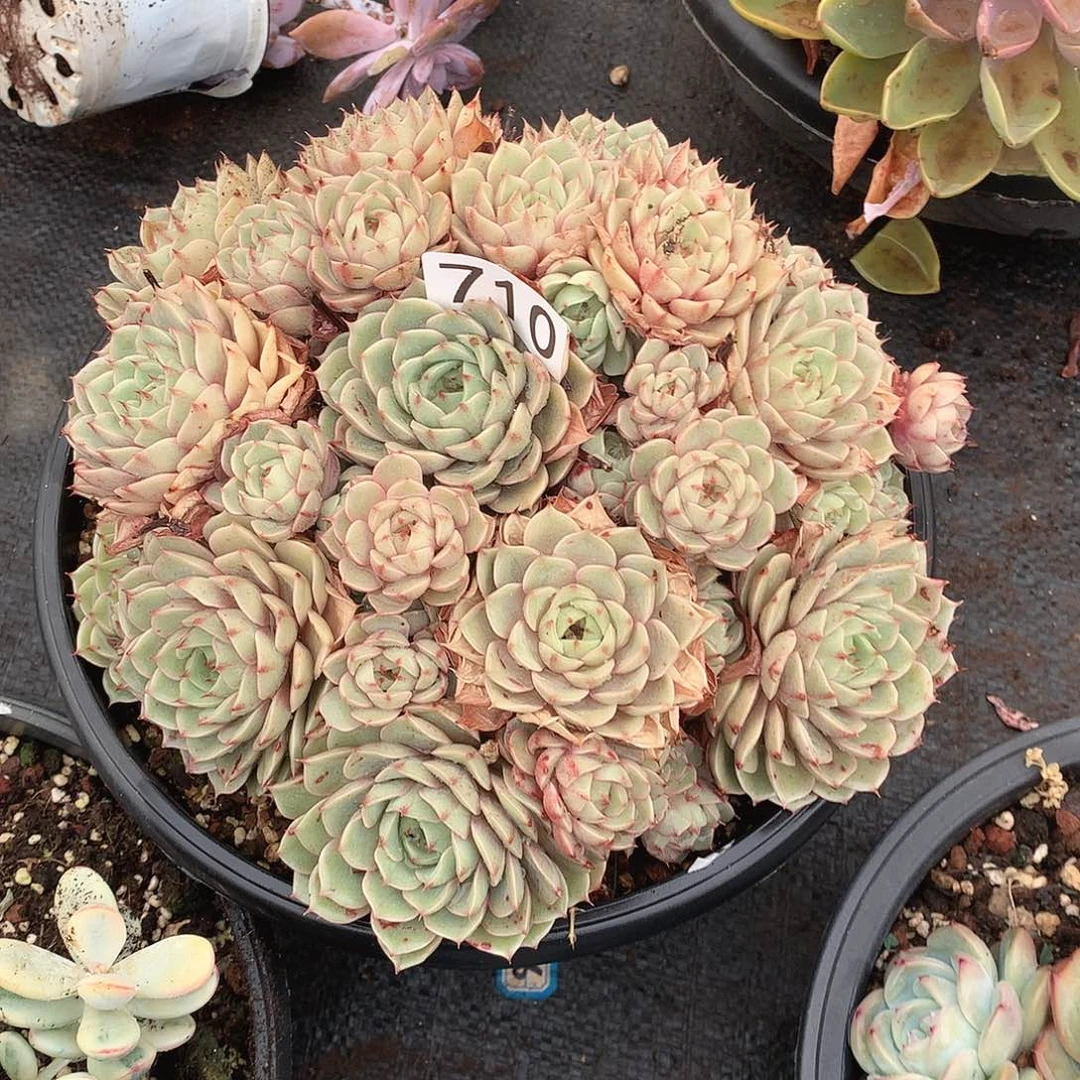 710笨巴蒂斯 一物一拍多肉