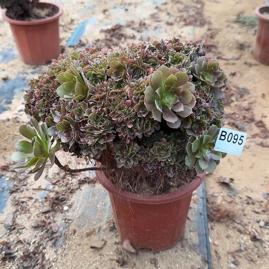 095玫瑰朵朵一颗呀