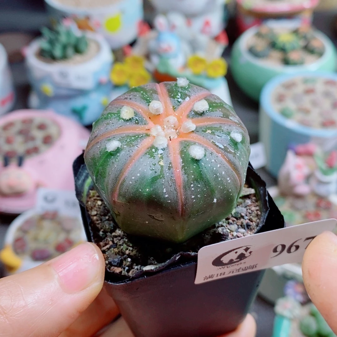 生石花花花花花花花967