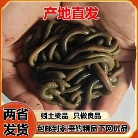 鲜活青蚯蚓黑蚯蚓特大号野生活饵钓黄鳝钓鱼专用