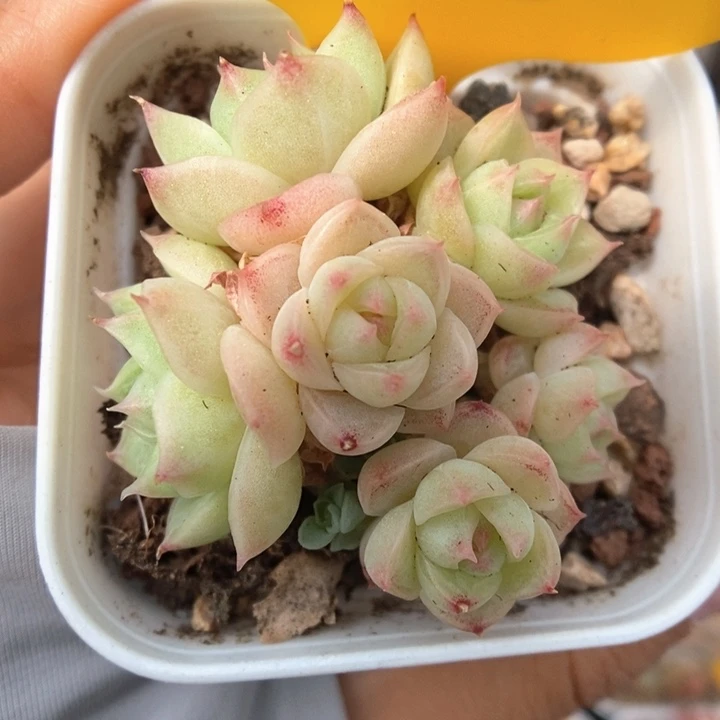 蜜蜡麦杆可拍305号。