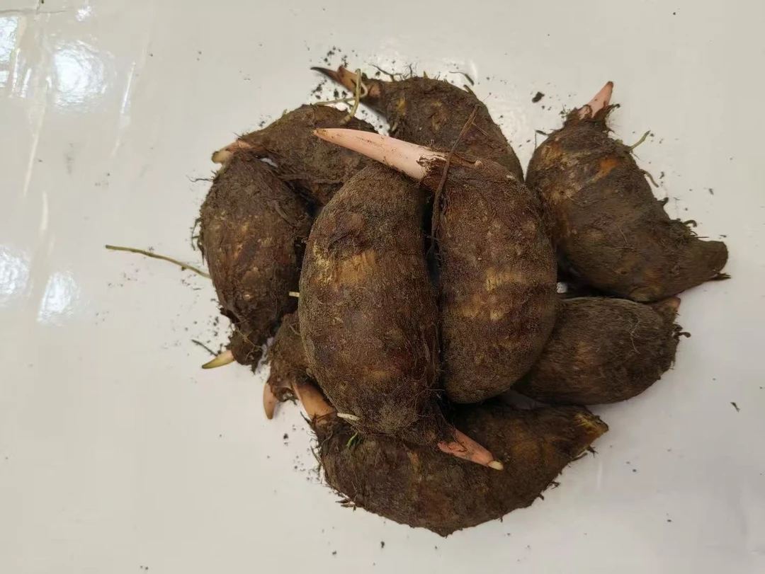 正宗永康舟山镇红芽芋艿 当季现挖小芋头 粉糯香甜产地直发