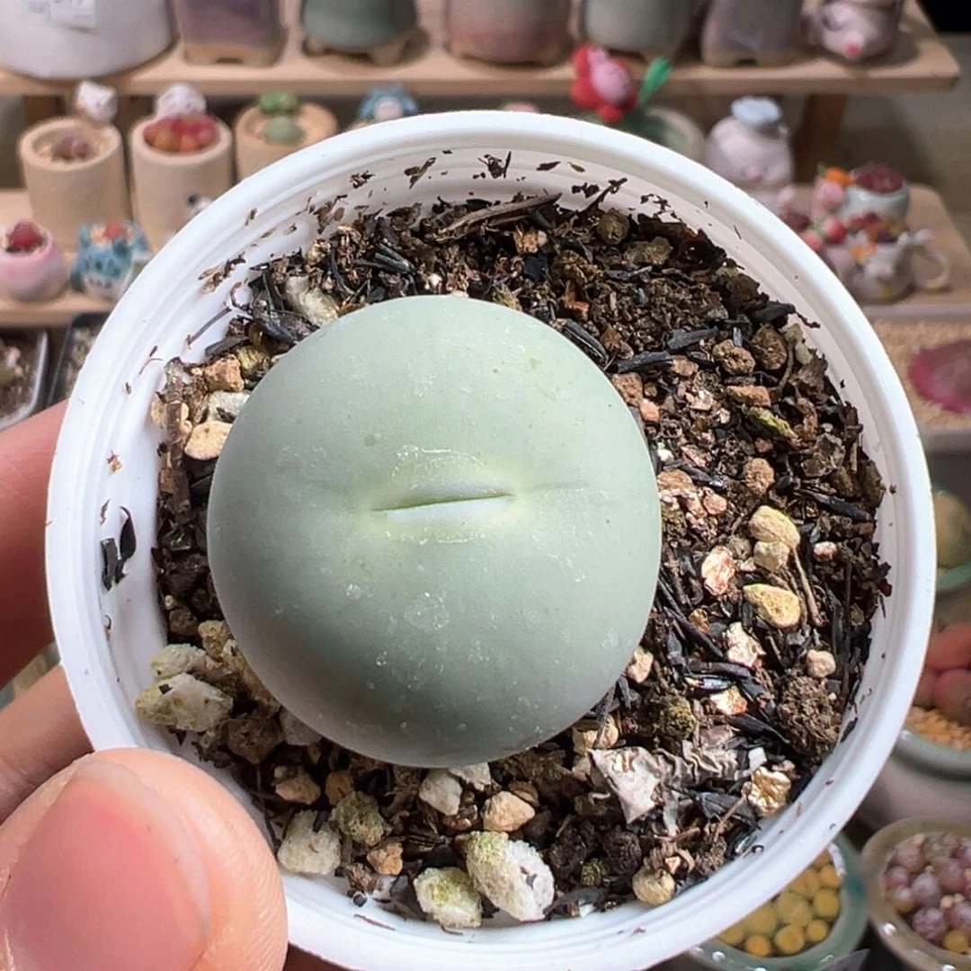 多肉植物223号鸽子蛋