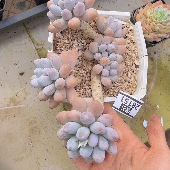 汤圆28151多肉植物