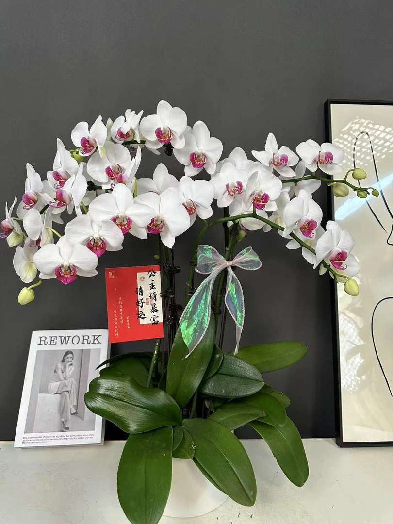 【红眸】蝴蝶兰有花有花苞盆栽桌面花白色耐开耐摆客厅卧室