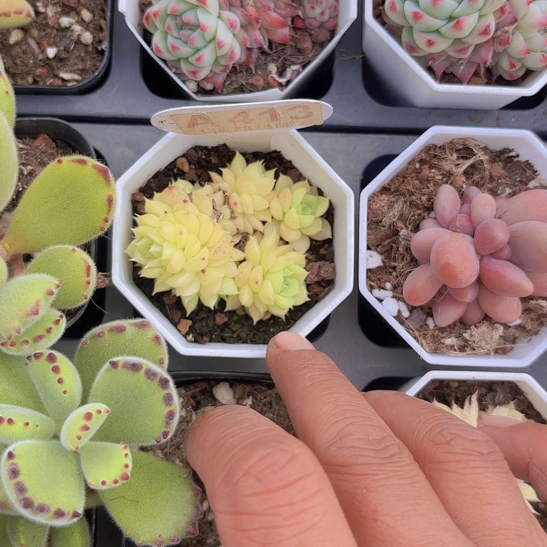 A413麦秆一物一拍