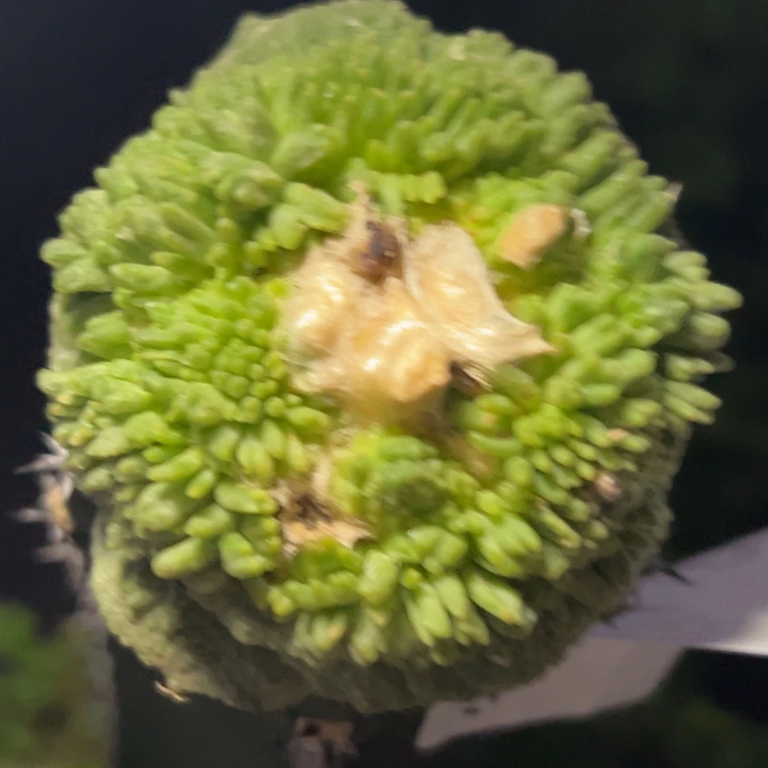 75 仙人球的比赛将于本