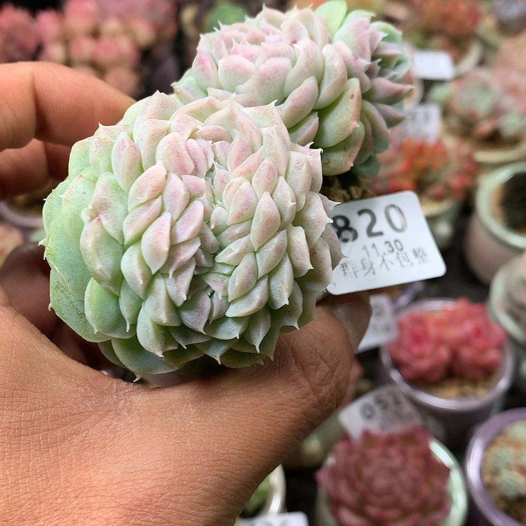 精控拇指盆11.30820