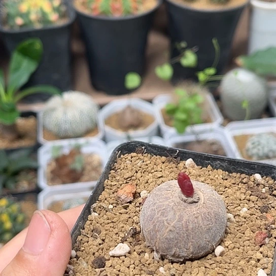 无花朵玫瑰大戟实生