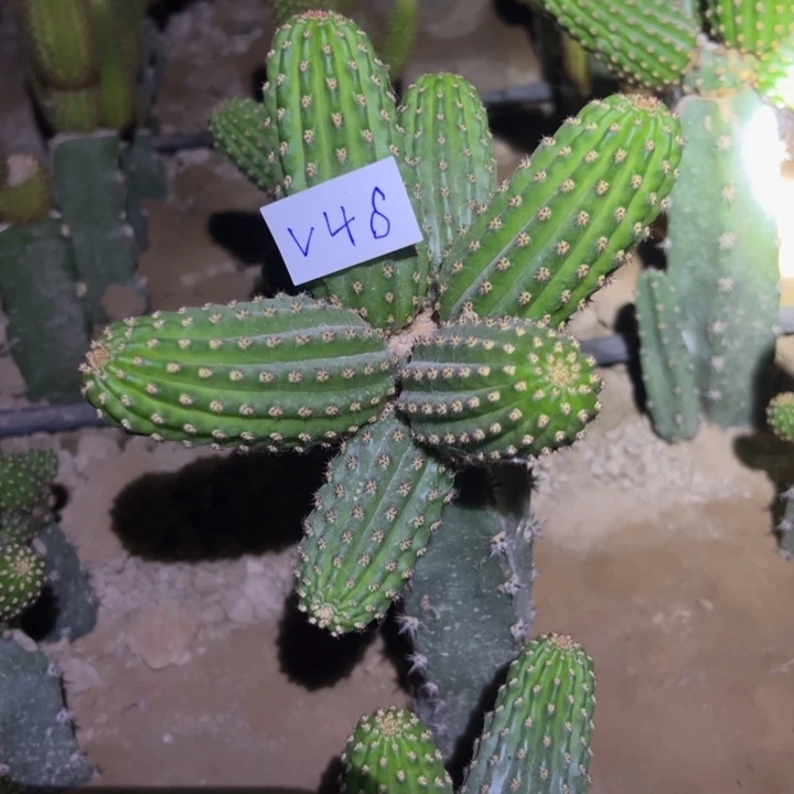 冰***洁V46袖普嫁接金妞大富贵65