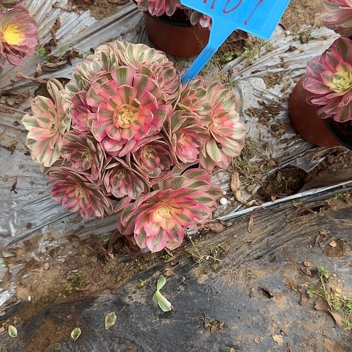 1107倾城多肉哦哦哦哦哦哦