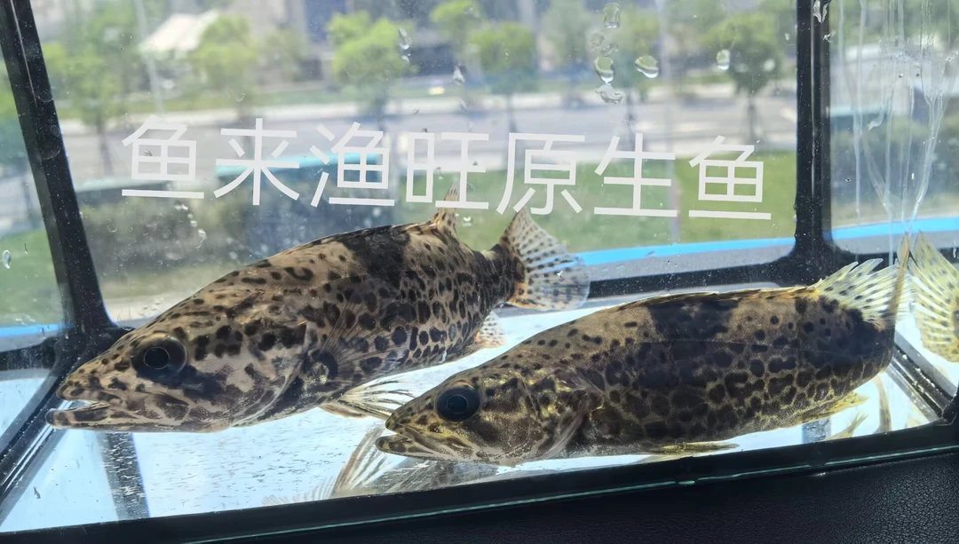 已定水开口班鳜淡水原生猛鱼野采小班鳜