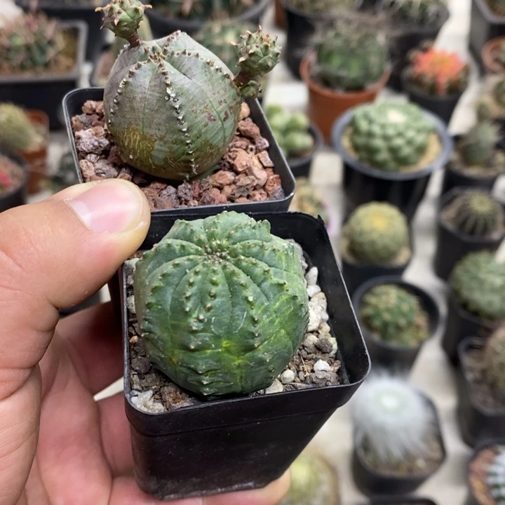 布纹球2颗特价福利包邮