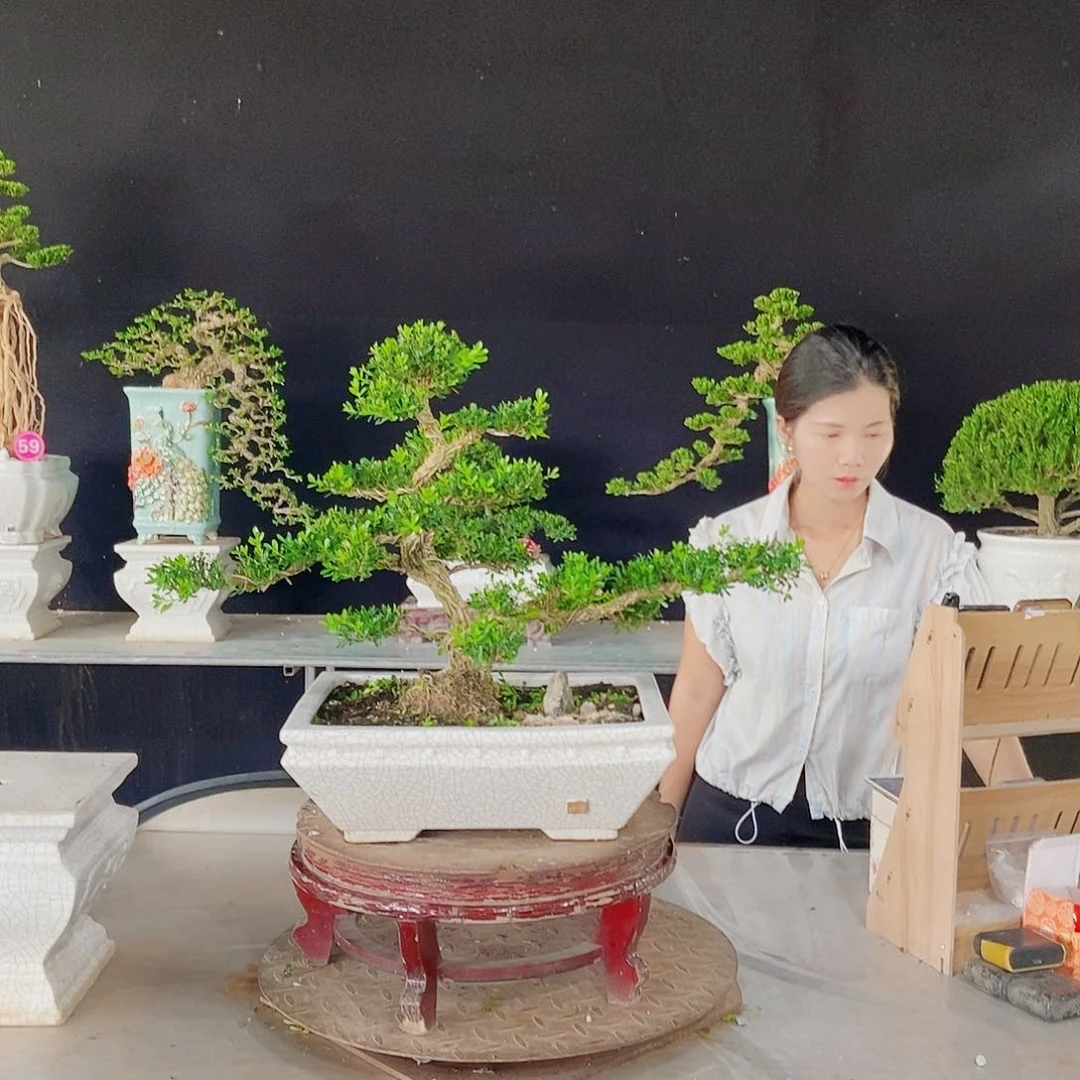 无花朵广东小叶黄杨