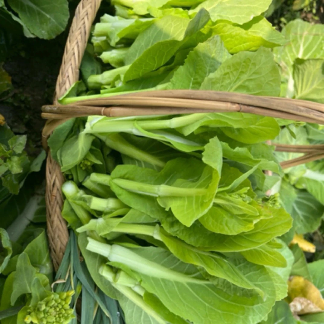 湖南湘西高山白菜苔微甜包邮