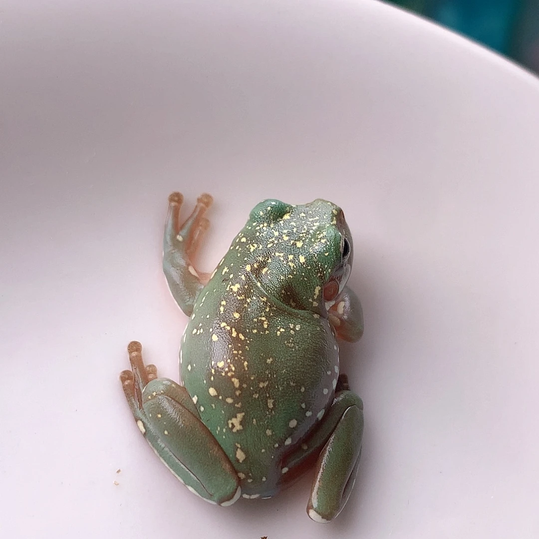 老爷树蛙11号超个性金箔推荐！