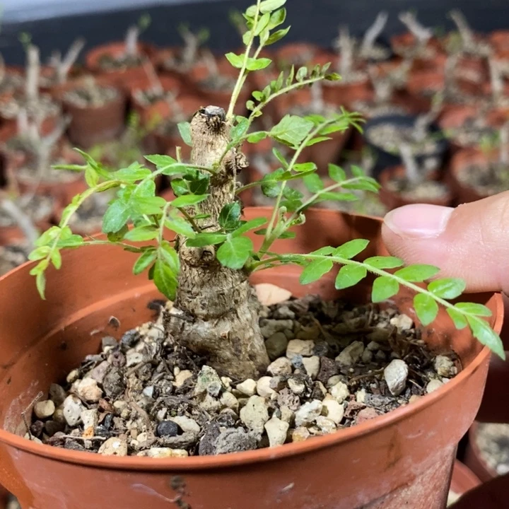 月***凡尼勒达带盆土发货