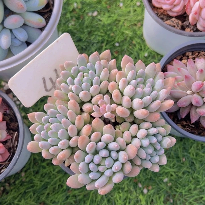 健健康康平平安安