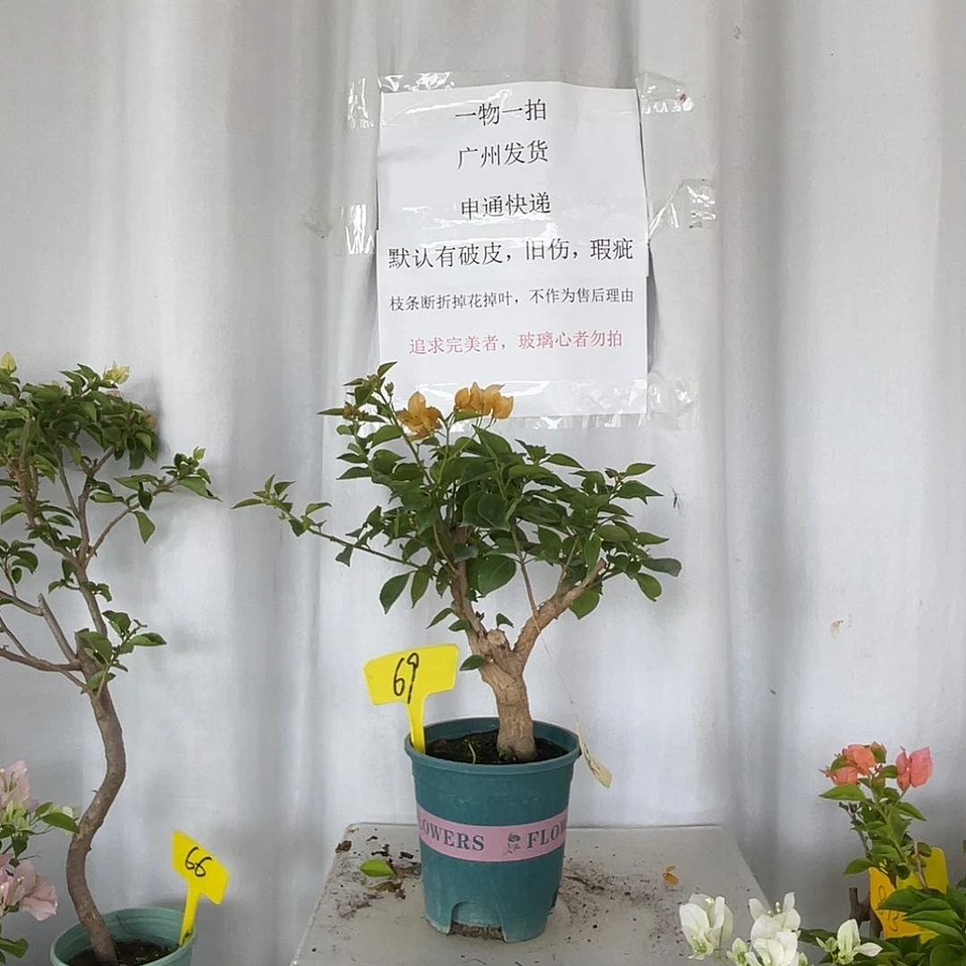 当前无花栽培后可以开花69绿叶柠檬黄桩