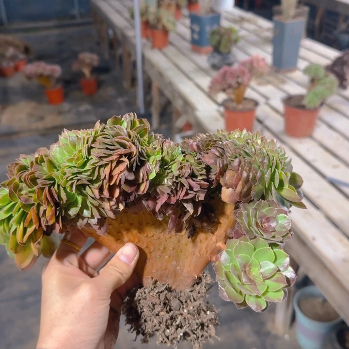 特特特特花月夜016