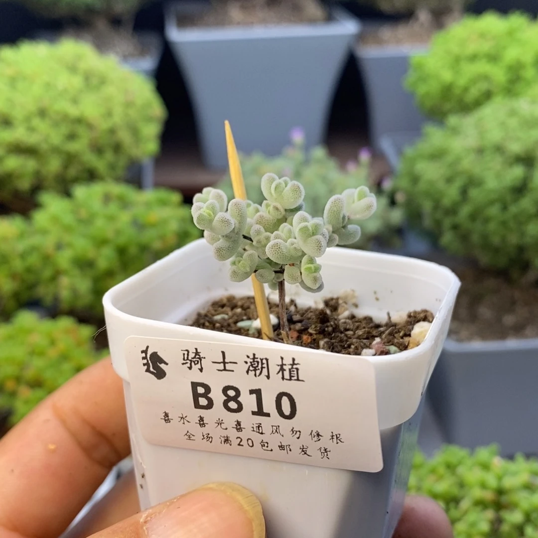 810实生精控白底莱斯