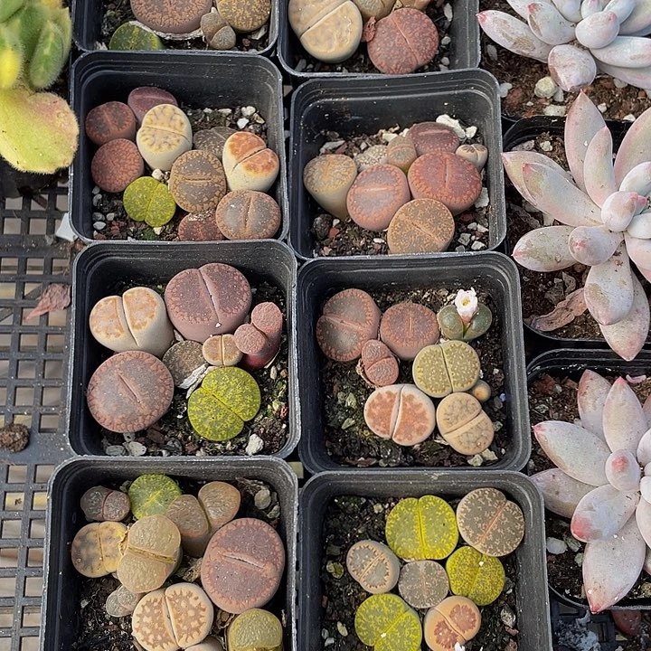 彩拼生石花5.5方带盆