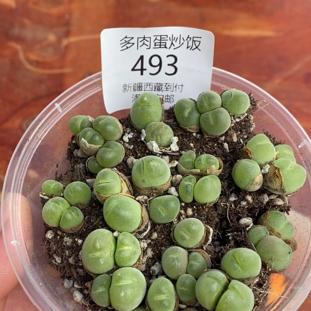 感谢您的支持，00493