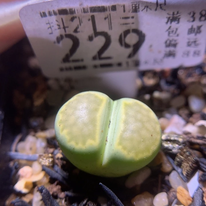 生石花多肉211.229